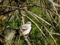 Mockingbird Perched In Cedar Branches
