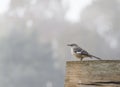 Northern Mockingbird On A Wooden Fence With Copy Space