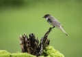 A Mockingbird perches on a wooden stump with a green background.