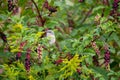 Mockingbird in a Pokeberry Bush Royalty Free Stock Photo