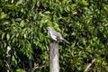 mockingbird singing on a tree in the swamp Royalty Free Stock Photo