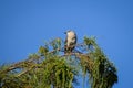 mockingbird singing on a tree in the swamp Royalty Free Stock Photo
