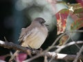 A Mockingbird sings on a tree branch