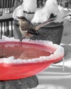 Mockingbird sits on outside birdbath in the winter Royalty Free Stock Photo