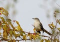 Mockingbird standing in berry bush