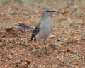 Mockingbird Standing on Woodchips