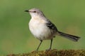 Mockingbird On A Stump