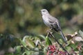 Mockingbird On A Stump