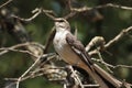 Mockingbird On Tree Branch Close-up Profile