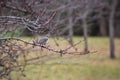 Mockingbirds' resting spot Royalty Free Stock Photo