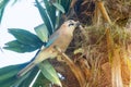 Mockingjay bird on a palm tree on a summer day