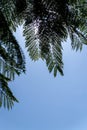 Mockup with copy space for design with green mimosa tree branches against light blue sky and sun Royalty Free Stock Photo