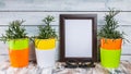 Mockup of empty photo frames and plants in multi-colored pots on a light wooden background Royalty Free Stock Photo