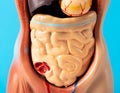 Mockup of a human with internal organs and intestines on a blue background. Concept of intestinal diseases, duodenal