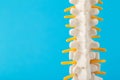 Mockup of the human spine with nerve roots on a blue background. Spine treatment and health concept. Discomfort and