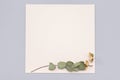 Mockup image. Square invitation card mock up with a gold eucalyptus branch. Top view of a white card mockup with branch of