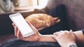 Mockup image of a woman`s hand holding white mobile phone with blank screen and a sleeping brown cat i