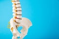 Mockup of the spine on a blue background. The concept of diseases and treatment of the spine in medicine. Back pain