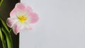 Mockup with white blank sheet and open bud tulip flower Royalty Free Stock Photo