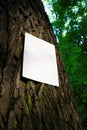 Mockup of white A4 sheet of paper on bark of tree trunk on forest blurred background. Soft diffuse focus. Mockup of a Royalty Free Stock Photo