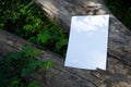 Mockup of a white A4 sheet of paper on an old fallen tree. Soft diffuse focus. Branding Poster mockup, blank with space Royalty Free Stock Photo