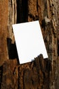Mockup of a white A4 sheet of paper on the red bark of a tree trunk. Soft diffuse focus. Poster mockup, blank with space for text Royalty Free Stock Photo