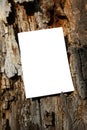 Mockup of a white A4 sheet of paper on the red bark of a tree trunk. Soft diffuse focus. Poster mockup, blank with space Royalty Free Stock Photo
