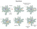 Nutrition of Amoeba