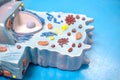 Model of animal cell in laboratory for education biology