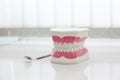 Model of artificial jaw on the table in the dental office Royalty Free Stock Photo