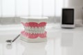 Model of artificial jaw on the table in the dental office Royalty Free Stock Photo