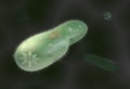 Model biological micro organism paramecium caudatum 3d illustration Royalty Free Stock Photo