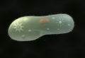 Model biological micro organism paramecium caudatum 3d illustration Royalty Free Stock Photo
