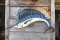 Model of a blue marlin fish on wall