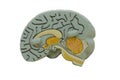 Model Brain Royalty Free Stock Photo