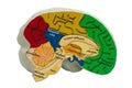 Model brain with anatomy Royalty Free Stock Photo