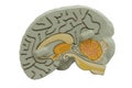 Model brain with anatomy Royalty Free Stock Photo