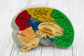 Model brain with anatomy Royalty Free Stock Photo