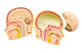 Model of the brain in the skull.
