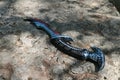 Model of daedric dagger from The Elder Scrolls: Skyrim lying on large rough stone slab Royalty Free Stock Photo
