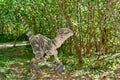 Prehistoric dinosaurs raptor