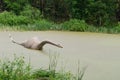 Model of a dinosaur Diplodocus in a swamp