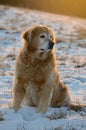 Model dog from NH in the snow Royalty Free Stock Photo
