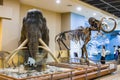 The model and fossil of woolly  mammoth Royalty Free Stock Photo