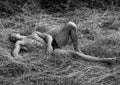 Model in a hay