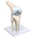 Model Of A Healthy Knee Joint. Bones, Cartilage, Ligaments And Meniscus. 3D Illustration