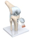 Model Of A Healthy Knee Joint. Bones, Cartilage, Ligaments And Meniscus. 3D Illustration