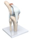 Model Of A Healthy Knee Joint. Bones, Cartilage, Ligaments And Meniscus. 3D Illustration