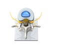 Model of a healthy lumbar vertebra with disc and spinal cord. 3D Illustration