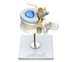 Model of a healthy lumbar vertebra with disc and spinal cord.3D Illustration